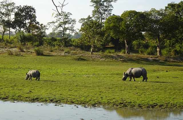 Sustainable travel: Two Indian rhinos graze in a field by the river in Majuli, Assam , India