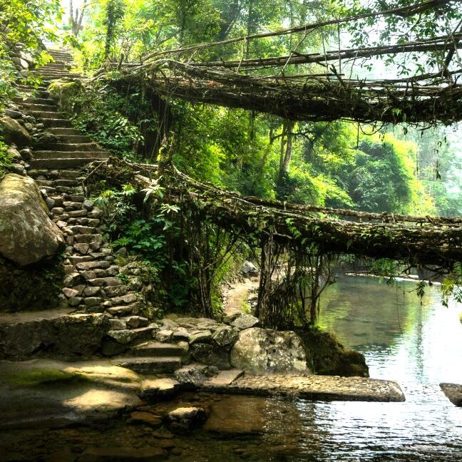 Sustainable travel:  Living root bridge over a jungle river in Meghalaya, India.